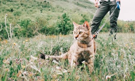 Image showcasing Flea and Tick Treatment for Cats | PetMD